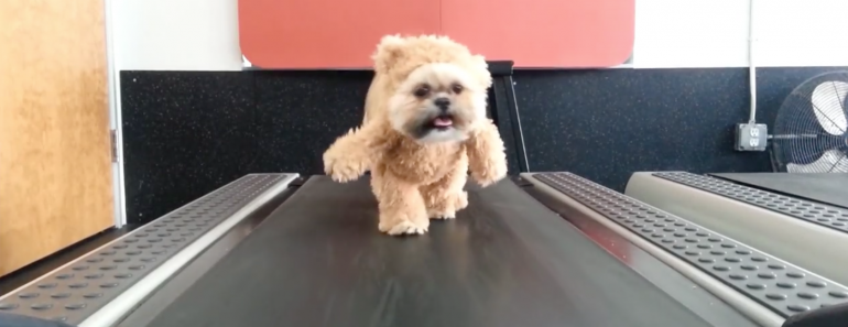 munchkin-the-teddy-bear-treadmill