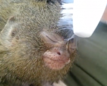 marmoset-gets-a-toothbrush-massage