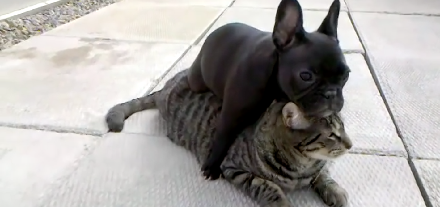 French Bulldog And Cat Are Best Friends - I Heart Pets