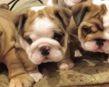 english-bulldog-puppies-head-shake