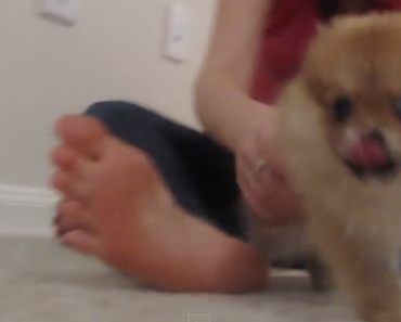 pomeranian-puppy-running