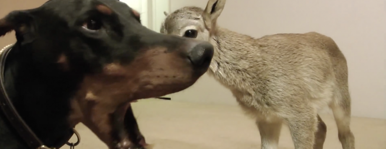 doberman-meets-a-newborn-lamb