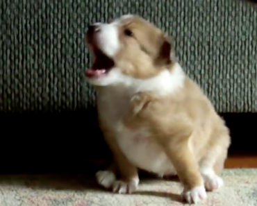 sheltie-puppy-learning-walk-bark