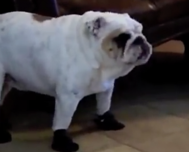 english-bulldog-wears-dog-shoes