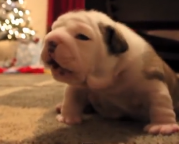 cutest-english-bulldog-puppies