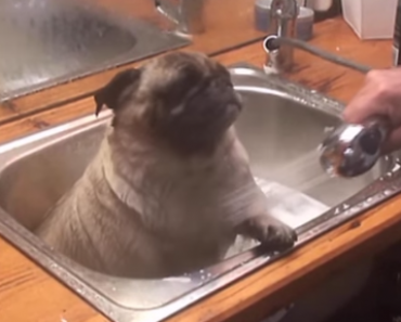 barry-the-pug-loves-baths