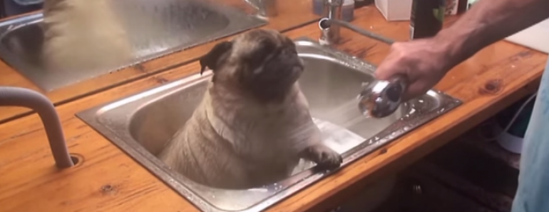 barry-the-pug-loves-baths