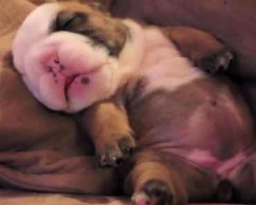 dreaming-bulldog-puppy