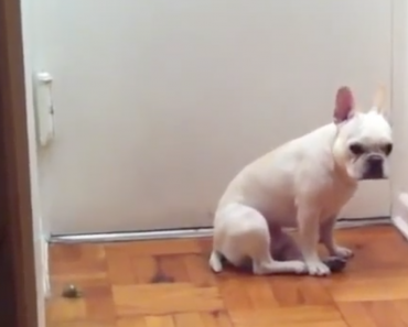 french-bulldog-cries-while-listening-to-adele