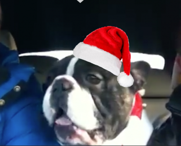 French-Bulldog-Singing-Last-Christmas