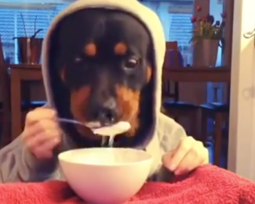 rottweiler-eating-with-human-hands