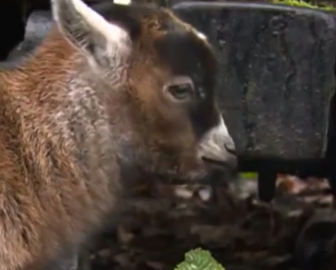 Benjamin the Orphan Pygmy Goat