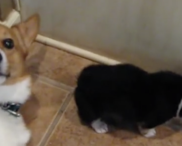 corgi-puppy-butt-reaction