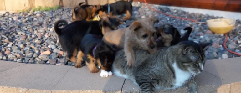 10-Australian-Terrier-Puppies-Reggie-Cat