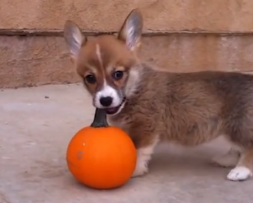 corgi-puppy-playing-with-a-pumpkin