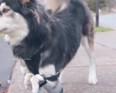 derby-husky-3d-printed-prosthetic-legs