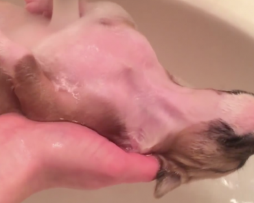 puppy-found-in-a-dumpster-warm-bath