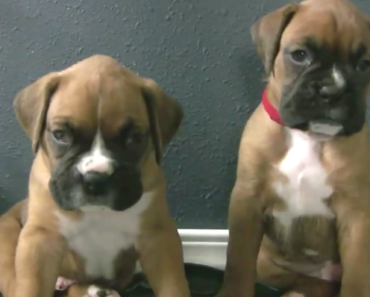 cute-boxer-puppies-slide