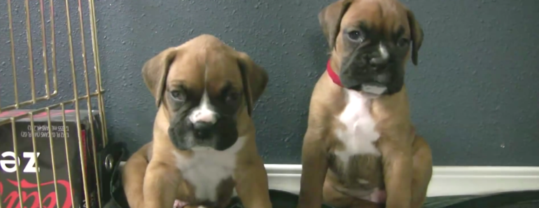 cute-boxer-puppies-slide