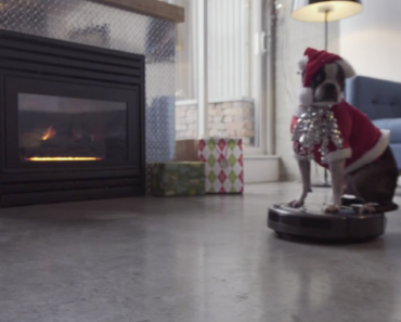 boston-terrier-dressed-as-santa-claus-roomba