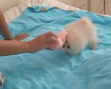 Cute-Tiny-Pomeranian-Puppy