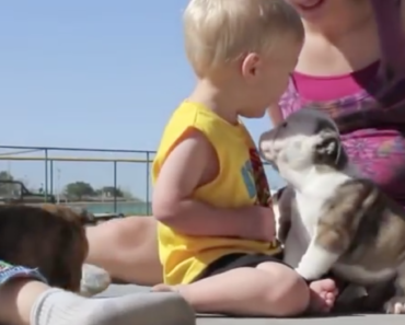 beefy-english-bulldog-puppies