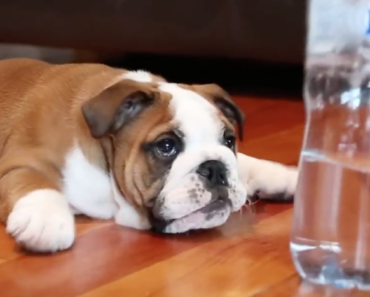 Fearless_English_Bulldog_Puppy_Water_Bottle