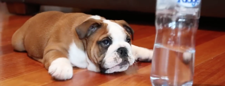 Fearless_English_Bulldog_Puppy_Water_Bottle