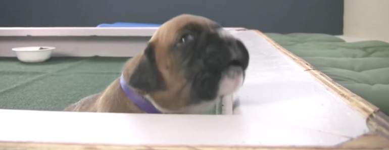 super-cute-howling-boxer-puppy