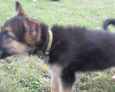 german-shepherd-puppy-loves-barking