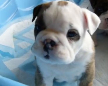 english-bulldog-puppies