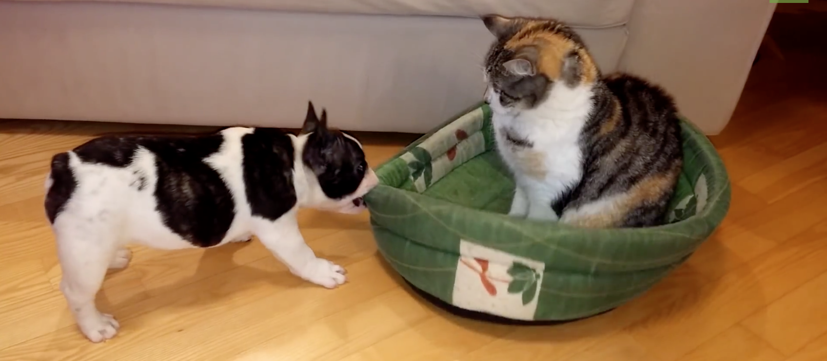 French Bulldog Puppy Bed Stolen By Cat - I Heart Pets