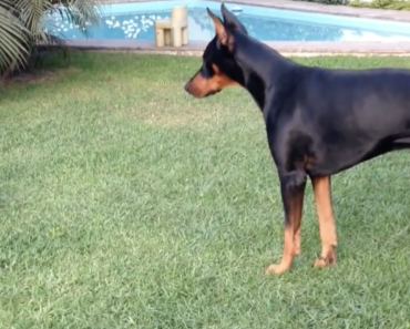 doberman-puppy-challenges-big-brother