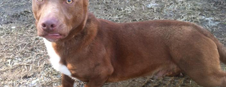 Rami the Dachshund Pitbull Mix needs a home