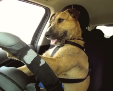 Dogs_Learn_To_Drive_Cars