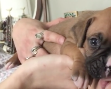 boxer-puppy-learns-to-howl