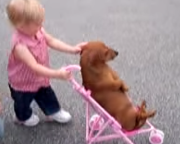 little-girl-dog-in-a-stroller