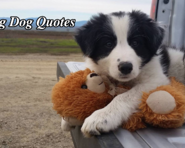 10_dog_quotes_dog_lovers