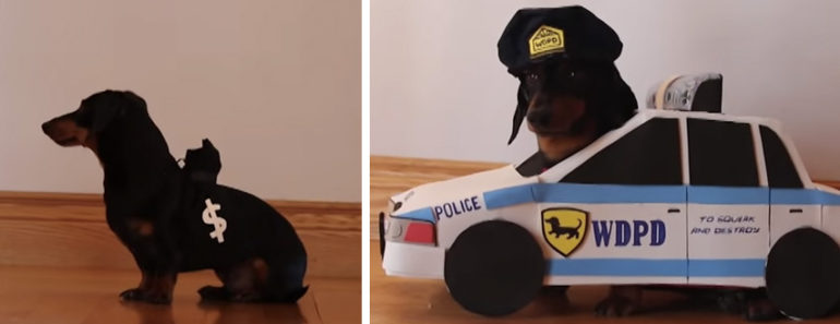 Crusoe and Oakley the Dachshunds Play Cops and Robbers