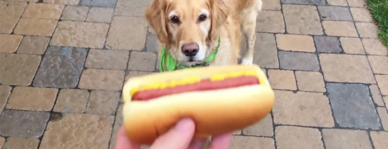 Fritz The Golden Retriever is WAY OFF Trying to Catch Food