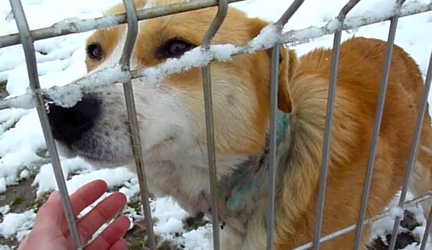 One Look At This Dog's Neck Revealed That He Needed To Be Saved - I